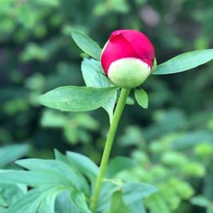 Meet your Posher, Monica